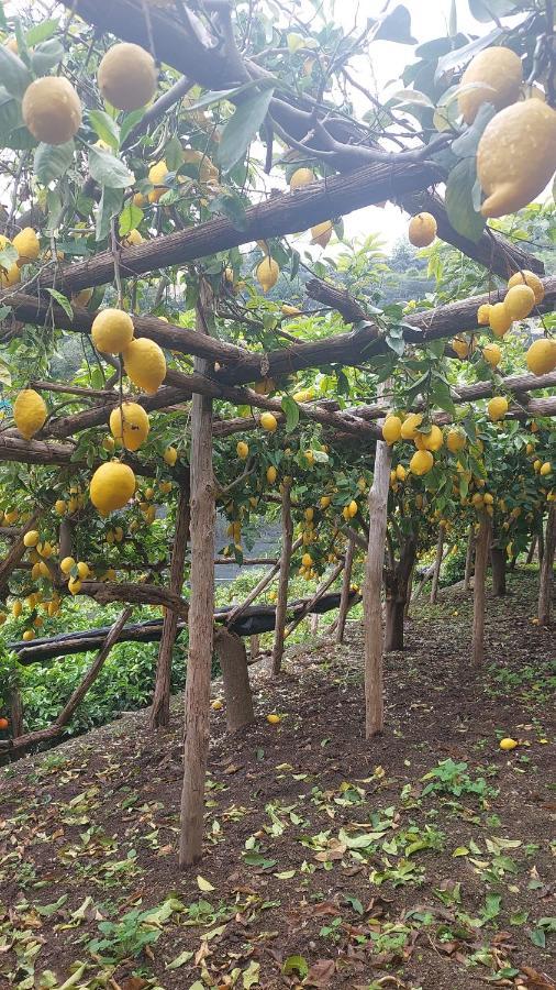 La Valle Delle Ferriere Alojamento de Acomodação e Pequeno-almoço Amalfi